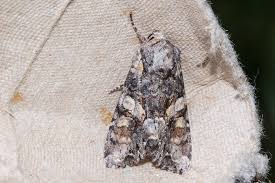 Attēlu rezultāti vaicājumam “Lacanobia contigua”