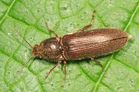 Attēlu rezultāti vaicājumam “Athous sp.”