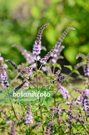 Attēlu rezultāti vaicājumam “Mentha spicata”