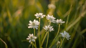 Attēlu rezultāti vaicājumam “Stellaria media flower”