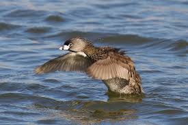 Image result for Podilymbus podiceps