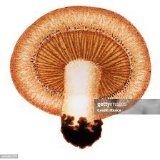 Attēlu rezultāti vaicājumam “Lactarius torminosus”