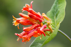 Attēlu rezultāti vaicājumam “Lonicera caerulea var. pallasii flower”