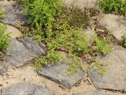 Attēlu rezultāti vaicājumam “Potentilla supina”