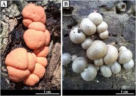 Attēlu rezultāti vaicājumam “Diderma cinereum macro”