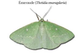 Attēlu rezultāti vaicājumam “Thetidia smaragdaria”