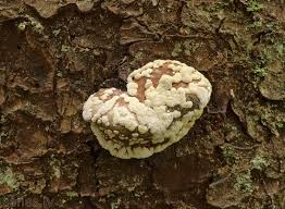 Attēlu rezultāti vaicājumam “Hypocrea pulvinata”