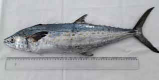 Image result for Scomberomorus cavalla