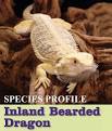 Species Profile: Inland Bearded Dragon