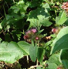 Attēlu rezultāti vaicājumam “Arctium nemorosum”
