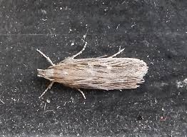 Attēlu rezultāti vaicājumam “Gelechia scotinella”