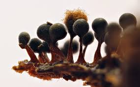 Attēlu rezultāti vaicājumam “Enteridium liceoides”