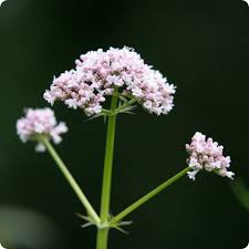 Attēlu rezultāti vaicājumam “Valeriana officinalis fruit”