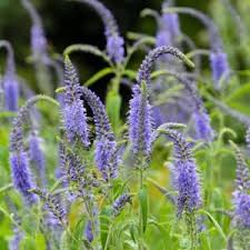 Attēlu rezultāti vaicājumam “Veronica austriaca subsp. teucrium leaf”