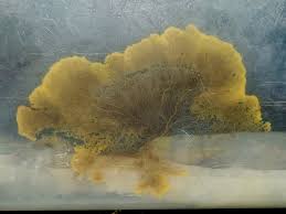 Attēlu rezultāti vaicājumam “Physarum leucopus stalked”