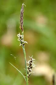 Attēlu rezultāti vaicājumam “Carex panicea”