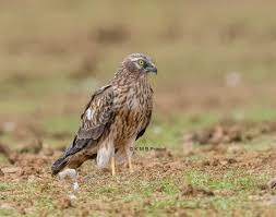 Attēlu rezultāti vaicājumam “Circus pygargus adult”