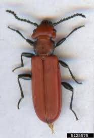 Attēlu rezultāti vaicājumam “Cucujidae”