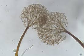 Attēlu rezultāti vaicājumam “Clastoderma debaryanum”