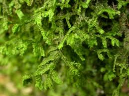 Attēlu rezultāti vaicājumam “Porella platyphylla”