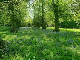 Image result for Forest Green Cricket Club