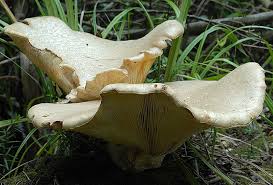 Attēlu rezultāti vaicājumam “Lentinus lepideus”