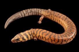 Attēlu rezultāti vaicājumam “Lycogala asperum young”