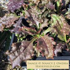 Attēlu rezultāti vaicājumam “Plantago major”