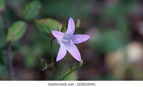 Attēlu rezultāti vaicājumam “Campanula patula flower”