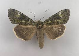 Attēlu rezultāti vaicājumam “Anaplectoides prasina”