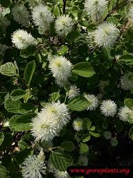 Attēlu rezultāti vaicājumam “Fothergilla major”