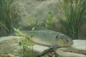 Image result for Alosa alosa