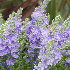 Attēlu rezultāti vaicājumam “Ranunculus lanuginosus bud”