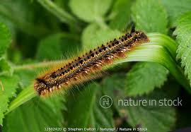 Attēlu rezultāti vaicājumam “Euthrix potatoria”