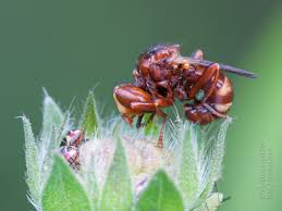 Attēlu rezultāti vaicājumam “Sicus ferrugineus”