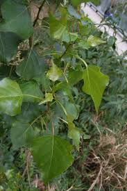 Attēlu rezultāti vaicājumam “Populus nigra”