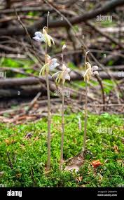 Attēlu rezultāti vaicājumam “Epipogium aphyllum”