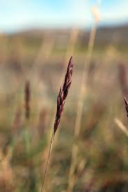 Attēlu rezultāti vaicājumam “Festuca rubra subsp. rubra”