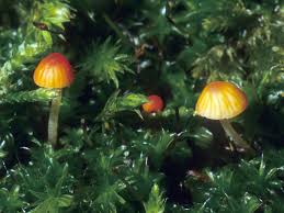 Attēlu rezultāti vaicājumam “Mycena acicula”