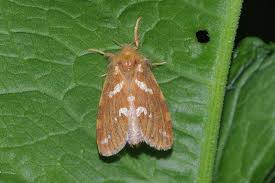 Attēlu rezultāti vaicājumam “Phymatopus hecta”