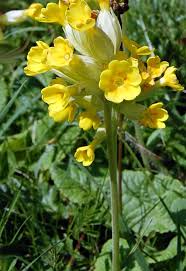 Image result for Schlüsselblumen