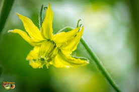 Afbeeldingsresultaat voor marizol purple tomato