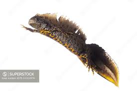 Attēlu rezultāti vaicājumam “Triturus cristatus”