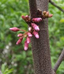 Attēlu rezultāti vaicājumam “Cercis siliquastrum”
