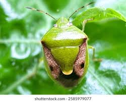 Attēlu rezultāti vaicājumam “Closterotomus biclavatus imago”