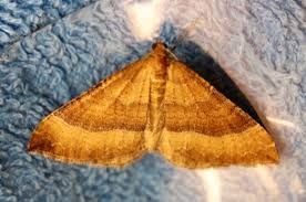 Attēlu rezultāti vaicājumam “Larentia clavaria”