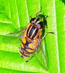 Attēlu rezultāti vaicājumam “Helophilus hybridus male”