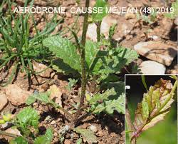 Attēlu rezultāti vaicājumam “Sinapis arvensis fruit”