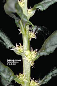 Attēlu rezultāti vaicājumam “Chenopodiaceae”