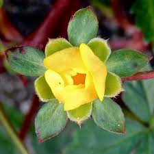 Attēlu rezultāti vaicājumam “Potentilla reptans bud”